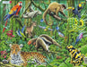 Bywyd Gwyllt y Goedwig Law / Wildlife of the Rainforest - Siop Y Pentan