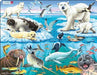 Bywyd Gwyllt yr Arctig / Wildlife in the Arctic - Siop Y Pentan